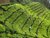Darjeeling Tee in Bio-Qualität kaufen