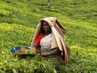 Darjeeling Tee in Bio-Qualität kaufen