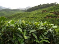 Bio-Assam Tee hochwertig würzig
