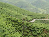 Sikkim-Tee in feinster Qualität kaufen